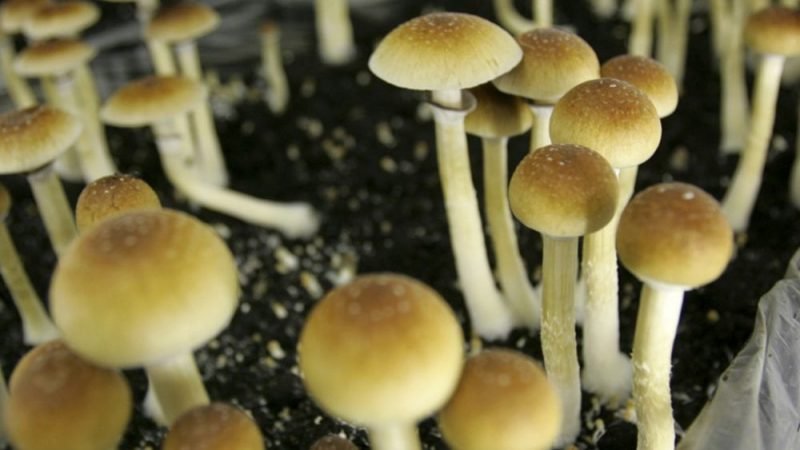 Benefits of Buying Magic Mushrooms Online