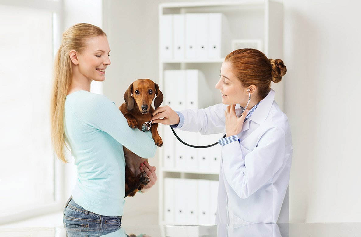 Why Boarding and Day Care At Your Veterinary Office Is a Great Idea