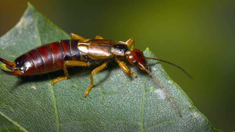 Guidance for Kids: Earwig Facts for Students