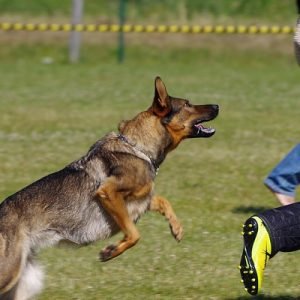 Know The Legal Suit for Dog Attack Injuries Lawyers