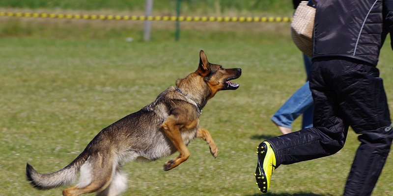 Know The Legal Suit for Dog Attack Injuries Lawyers
