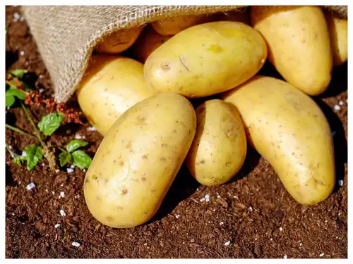 6 Health Benefits of Super Vegetable Potatoes:-